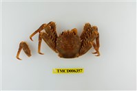 藏品(近親盾牌蟹)的圖片